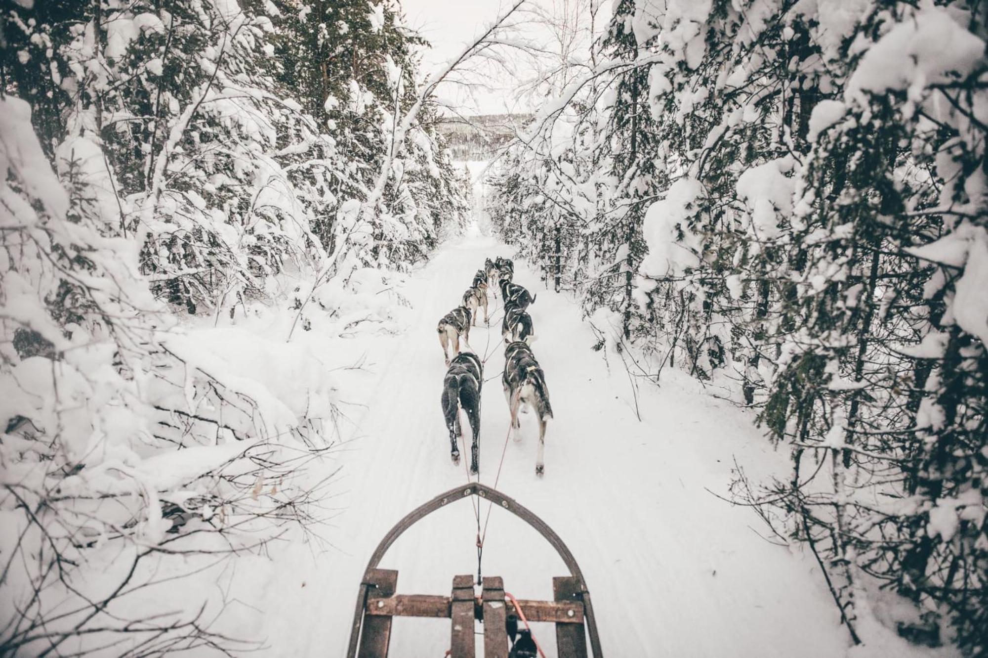 Skog Aurora Igloos Kalix