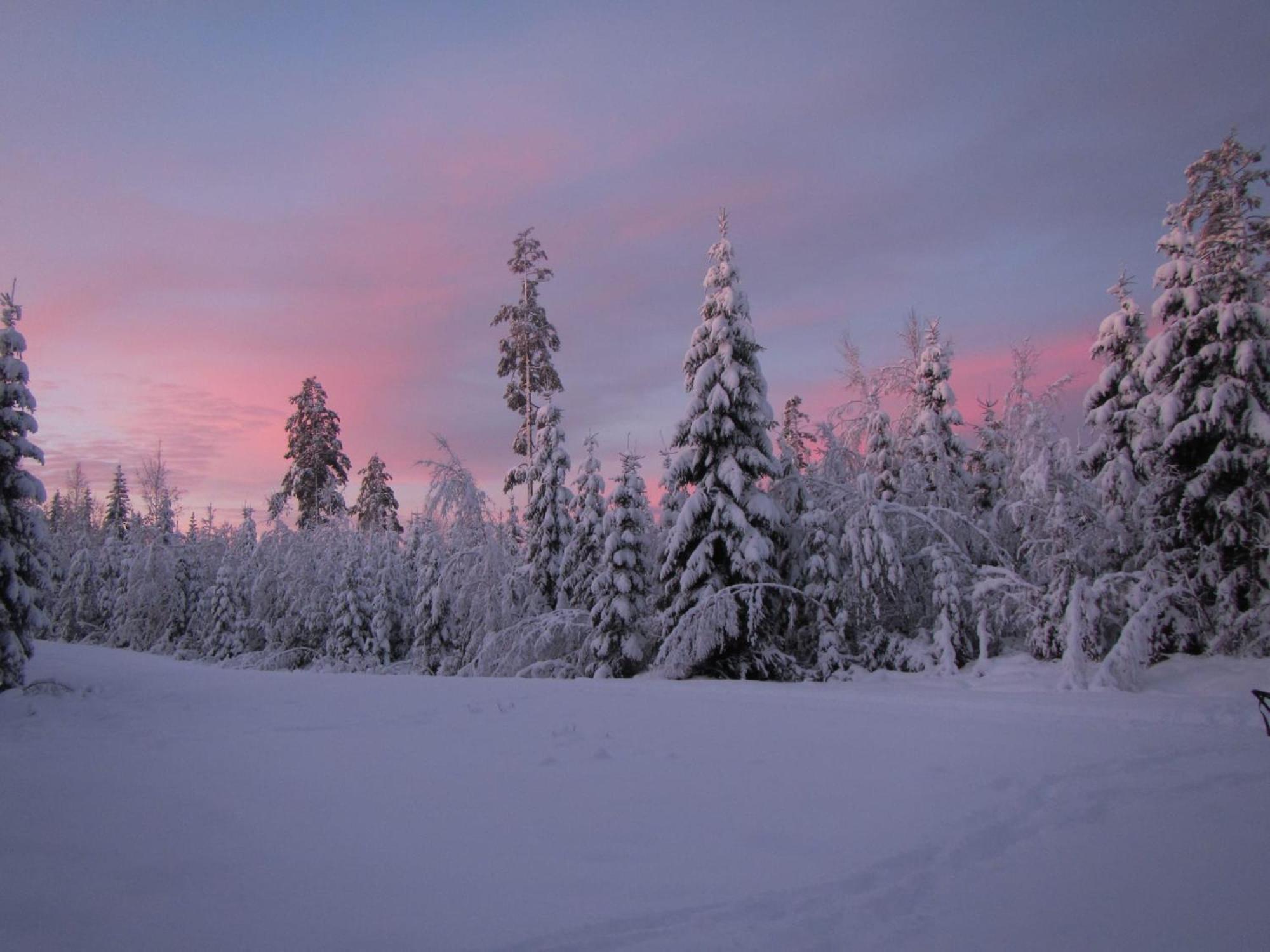 Skog Aurora Igloos