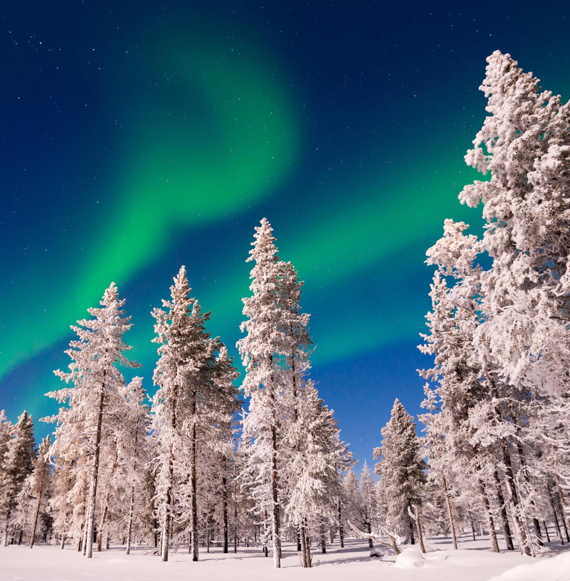 Skog Aurora Igloos 山林小屋 *
