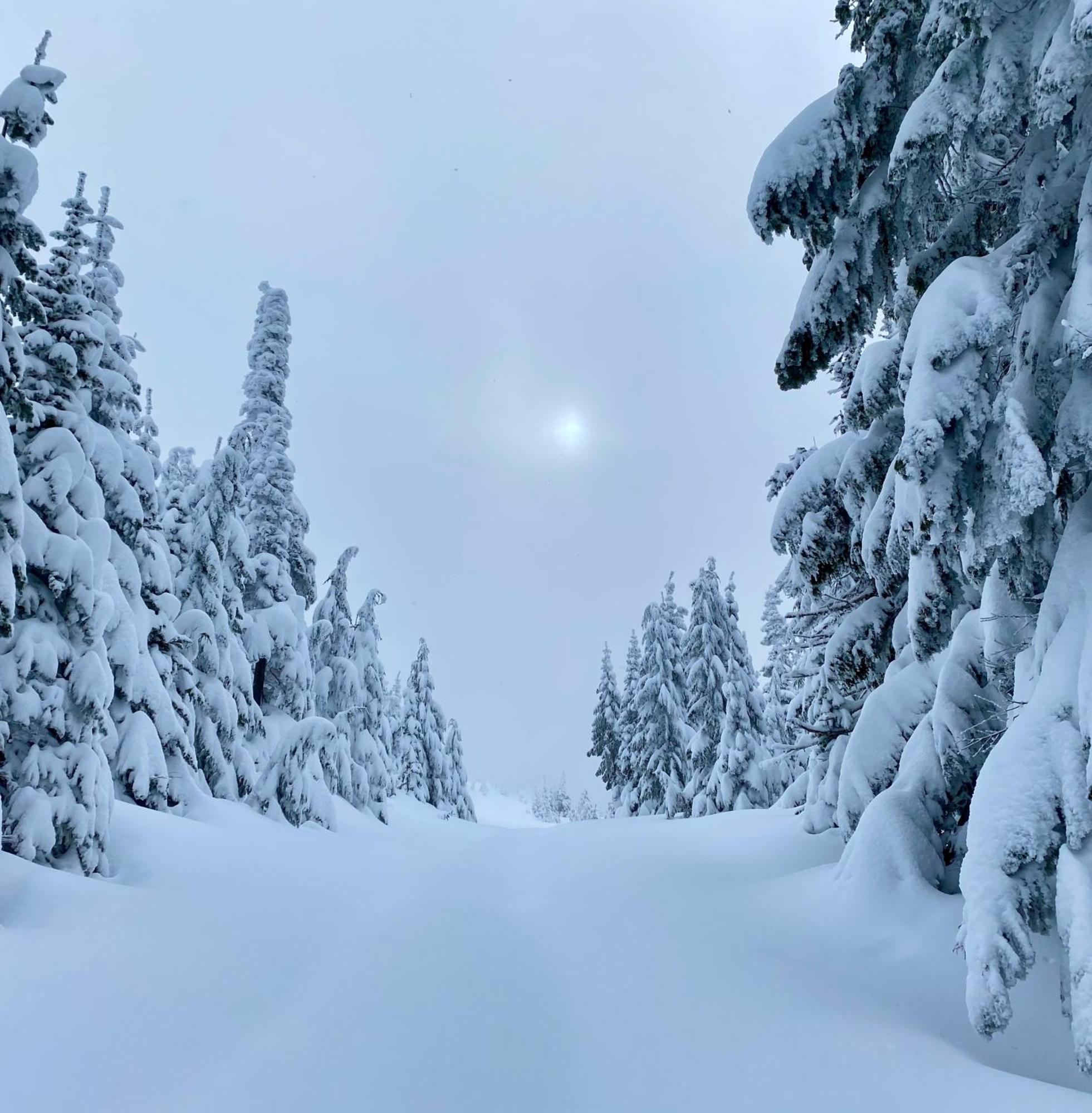 Skog Aurora Igloos Kalix